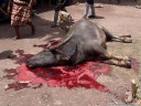 water buffalo sacrifice (torajan funeral ceremony). 2011-09-12 02:53:49, DSC-F828.