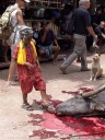 a kid testing whether the sacrificed water buffalo is really dead (torajan funeral ceremony). 2011-09-12 02:54:56, DSC-F828.