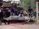 water buffalo sacrifice (torajan funeral ceremony). 2011-09-12 02:56:03, DSC-F828.