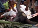 water buffalo skinning (torajan funeral ceremony)