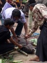 traditionelle opferung eines schweins (toraja begräbniszeremonie) || foto details: 2011-09-12 02:45:37, buntao, tana toraja, sulawesi, indonesia, DSC-F828.