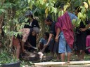 the pig is taken apart immediately, to be cooked right away (torajan funeral ceremony)