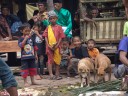 kids are watching the processing of the water buffalo, dogs try to snitch some meat.