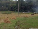 rice field and (alive) water buffalo