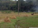 rice field and (alive) water buffalo. 2011-09-12 03:49:49, DSC-F828.