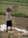 a worker separates the rice grains from the chaff.. 2011-09-12 04:42:27, DSC-F828.