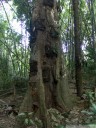 objek wisata, a torajan baby grave tree. 2011-09-12 06:30:23, DSC-F828. keywords: baby grab, grabbaum, bestattungsbaum