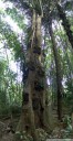 panorama: objek wisata, a torajan baby grave tree. 2011-09-12 06:30:23, DSC-F828. keywords: baby grab, grabbaum, bestattungsbaum