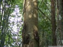 several of the older graves are almost completely closed into the tree. (baby grave tree in kambira, tana toraja, sulawesi)