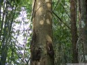 several of the older graves are almost completely closed into the tree. (baby grave tree in kambira, tana toraja, sulawesi). 2011-09-12 06:36:06, DSC-F828. keywords: baby grab, grabbaum, bestattungsbaum