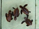 baby green sea turtles (chelonia mydas, kura kura). they were so young that some still had trouble coordinating both flippers.