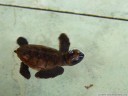 baby suppenschildkröte (chelonia mydas, kura kura) holt luft || foto details: 2011-09-17 03:41:42, gili meno, lombok, indonesia, DSC-F828.