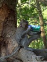 mr. monkey digs sprite