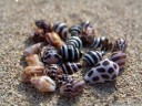 beautifully patterned miniature sea shells. 2011-09-22 05:21:28, DSC-F828.