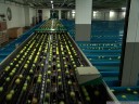 automatic apple sorting machinery, with individually controlled cups