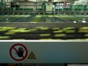 automatic apple sorting machinery. no touchey!