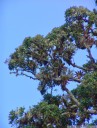 the costa rican oak (quercus costaricensis), covered in bromeliads and other epiphytes (hdr). 2011-02-06 01:00:27, DSC-F828.