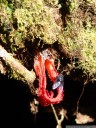 a fungus that attracts flies with the smell of carrion. 2011-02-06 03:37:20, DSC-F828.