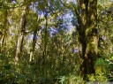 wet tropical mountain rainforest at volcan barva (altitude ca. 2700 m) (hdr). 2011-02-06 04:16:41, DSC-F828.