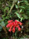 bomarea hirsuta, a beautiful flowering liana