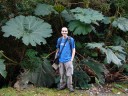 the umbrella of the poor (gunnera insignes) and i