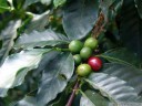 the fruit of the coffee plant (coffea sp.) is called a coffee cherry