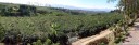 panorama: coffee plantation (coffea robusta)