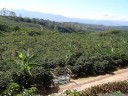 coffee plantation