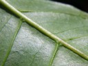 leaves of the coffee plant (coffea sp.) have little housings (domatium) for symbiotic mites which keep the leaves clean.