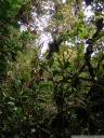 wet tropical mountain rainforest at volcan poas