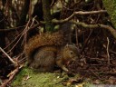 bangs's mountain squirrel (syntheosciurus brochus), an almost unknown species of tree squirrel. 2011-02-07 02:32:02, DSC-F828.