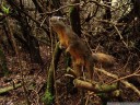 a bangs's mountain squirrel (syntheosciurus brochus) is very interested in my banana peels. 2011-02-07 02:33:07, DSC-F828.