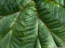 gunnera insignes leaf (hdr)