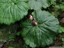 giant leaves of gunnera insignes - the umbrella of the poor
