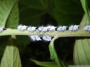 treehopper nymphs (membracis sp., m. dorsata?)