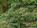a tree covered by common iguanas (iguana iguana)
