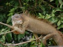 common iguana (iguana iguana). 2011-02-08 10:05:27, DSC-F828.