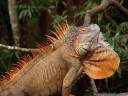 male common iguana (iguana iguana) with spines and dewlap