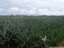 pineapple plantation (ananas comosus)