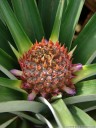 pineapple flower (ananas comosus). 2011-02-08 10:35:47, DSC-F828.