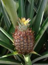 pineapple (ananas comosus). 2011-02-08 10:36:52, DSC-F828.