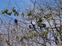 mantled howler monkeys (alouatta palliata) in a pochote tree (pachira quinata). 2011-02-08 11:12:10, DSC-F828.