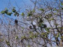 mantled howler monkeys (alouatta palliata) in a pochote tree (pachira quinata). 2011-02-08 11:12:10, DSC-F828.