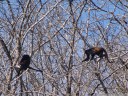 mantled howler monkeys (alouatta palliata) in a pochote tree (pachira quinata)