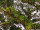 trees here were literally covered in bromeliads and other epiphytes