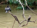 a cormorant (phalacrocorax sp.) and darter (anhinga sp.), drying their wings after the rainfall. 2011-02-08 01:15:31, DSC-F828.