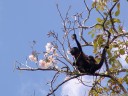 a female mantled howler monkey (alouatta palliata) with its baby
