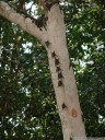 greater white-lined bats (saccopteryx bilineata)