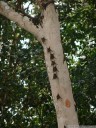 greater white-lined bats (saccopteryx bilineata). 2011-02-08 03:10:29, DSC-F828.