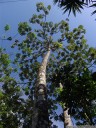 guarumo (cecropia obtusifolia), a tree with symbiotic azteca ants. 2011-02-09 09:48:02, DSC-F828.